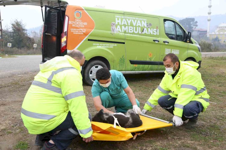 HAYVAN HASTANESİ CAN DOSTLARIN SIĞINAĞI OLDU